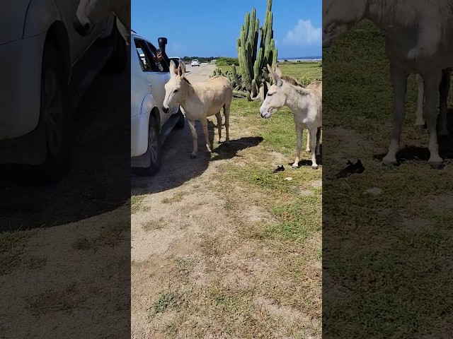 Why feed pizza to wild donkeys?