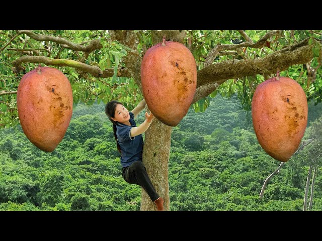 TOP 3 Harvest Vegetables: Harvest Red Mangoes - Goes to the Market Sell | Harvesting & Cooking