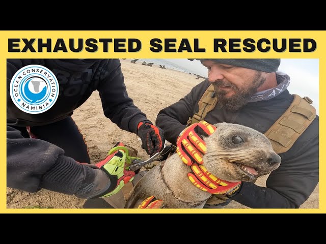 Exhausted Seal Rescued