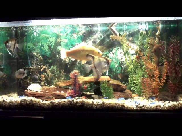 Aquarium Relaxing Dream Coral Reef  Ambience Underwater Music