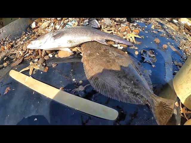 春のセットからのヒラメ4連チャン?　4 consecutive flounder?