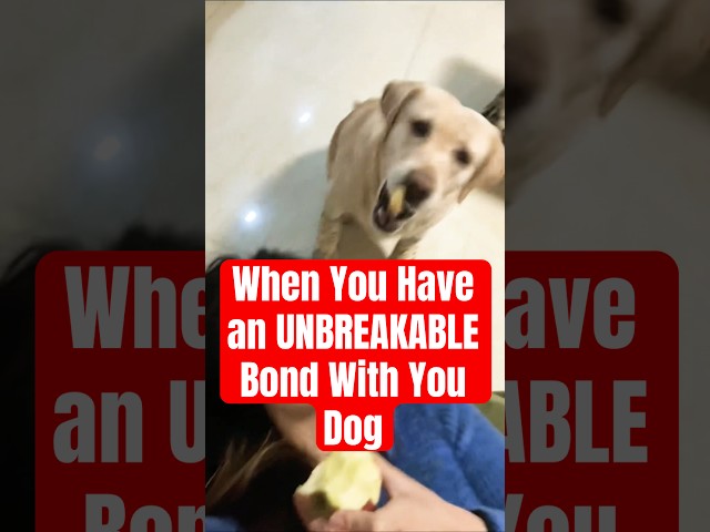 How To Create An UNBREAKABLE BOND With Your Dog