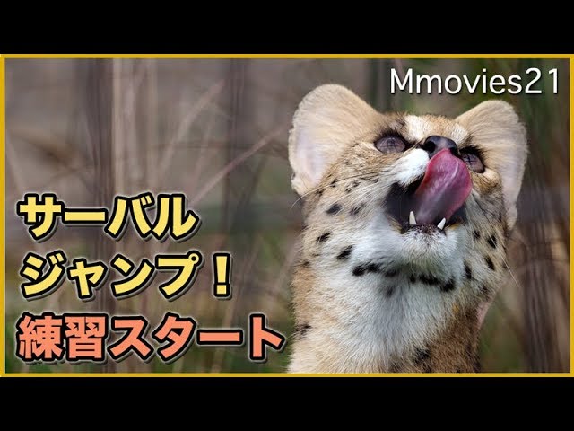 天井からごはん　サーバルジャンプ！練習スタート Serval feeding