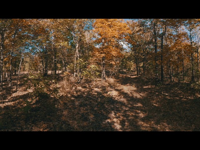 Fall Forest 360 4K