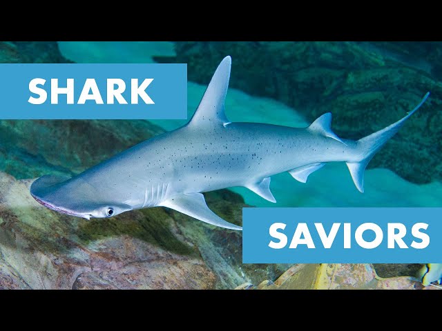 How SeaWorld's Amazing Partnership Is Saving Sharks