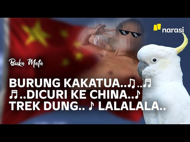 Cukong Penyelundupan Kakatua di Bandung dari China | Buka Mata