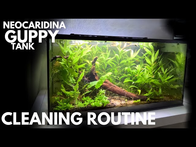 Guppy & Neocaridina Tank Cleaning Routine for Beginners (Episode 5)