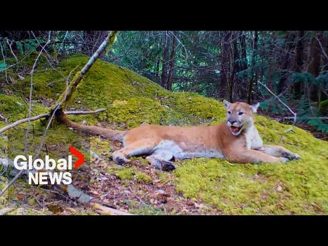 Bears, bobcats, cougars and more: Hidden trail cameras capture BC wildlife