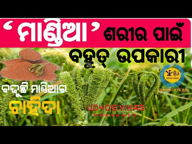 Health benefits of finger millet ragiIIମଣ୍ଡିଆ ଦେହ ପାଇଁ ବହୁତ୍ ଉପକାରୀ#millet #millets #udyogvikas