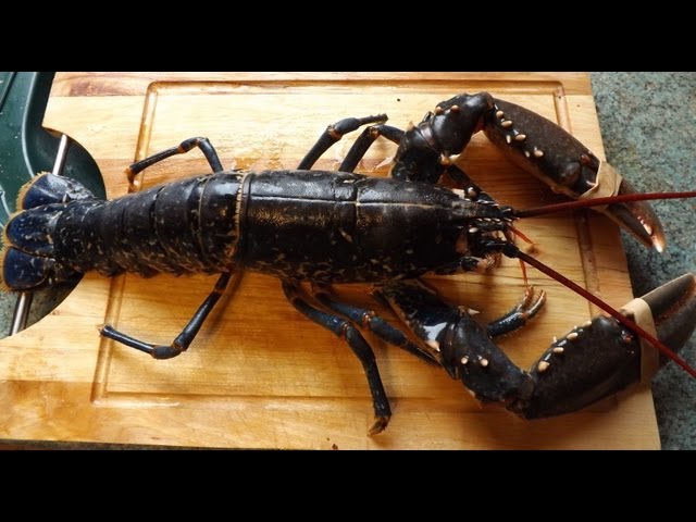 LOBSTER.How to prepare and cook a live lobster.