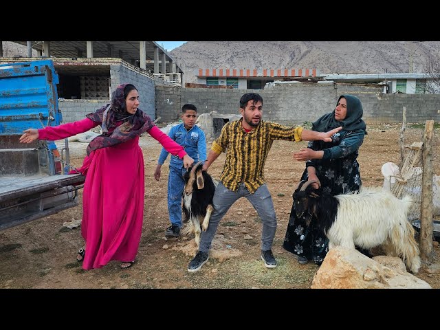 Fatima's attempt to sell sheep and release Hojjat from prison #deoora