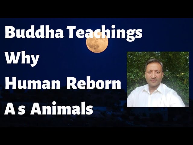 Buddha:Why you are Born as Animal #buddhastories #buddha #buddhateachings #buddhism #vipassana