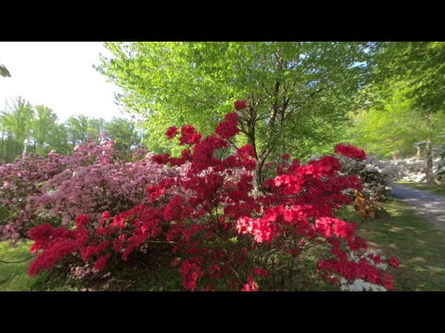 Azalea Garden at Brighton Dam 3D 180 VR Relaxation Video