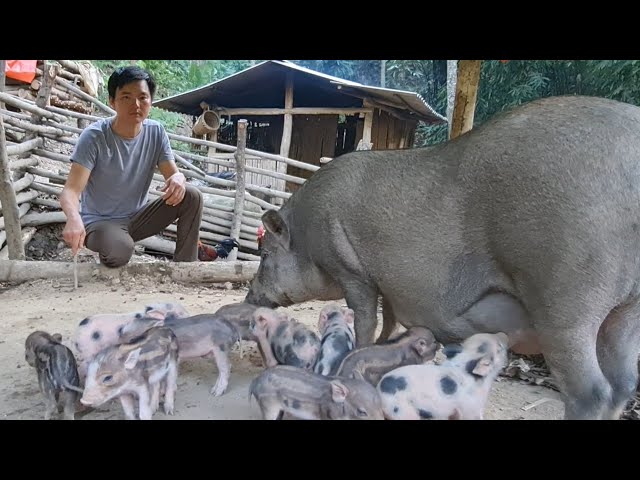 A herd of 10 new born wild boars. Eighth herd of wild boar was born. Green forest life (ep305 )