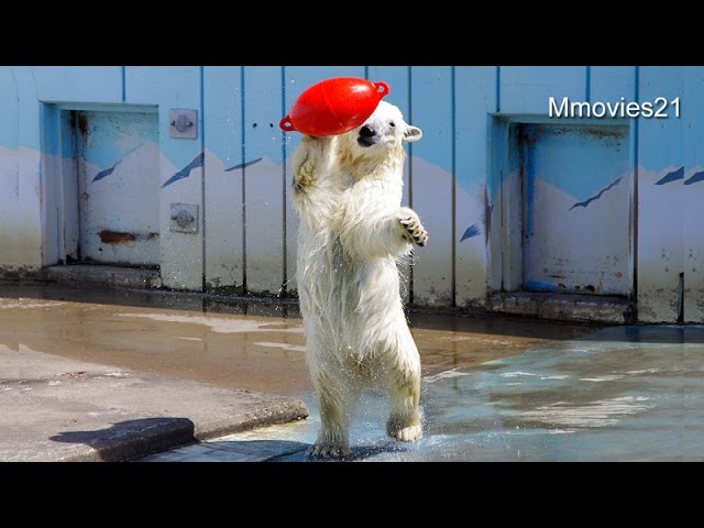 Polar Bear step ♪ミルクのツーステップ♪(釧路市動物園　ホッキョクグマ)