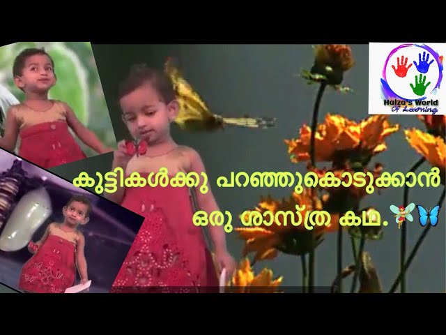 Life Cycle of a Butterfly | By 2 years old Haiza |In Malayalam| kids education |