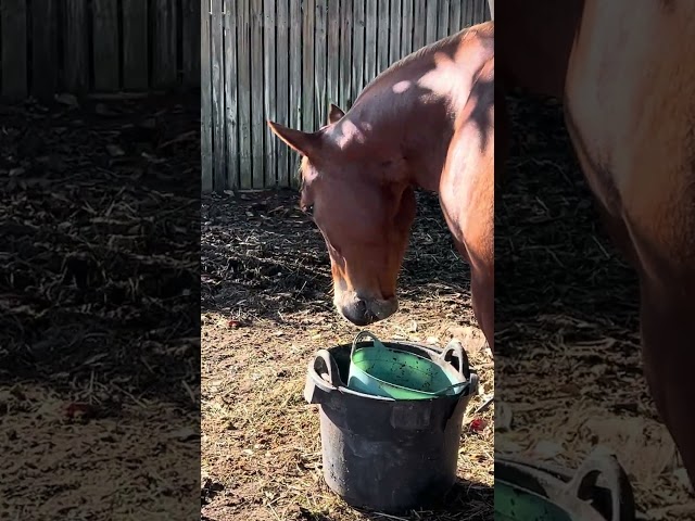 When your backyard horse loves his breakfast! 🥞 ☕️