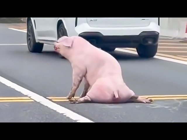 Man Saves Pig From Escape From Slaughterhouse. You Won't Believe What Happens Next