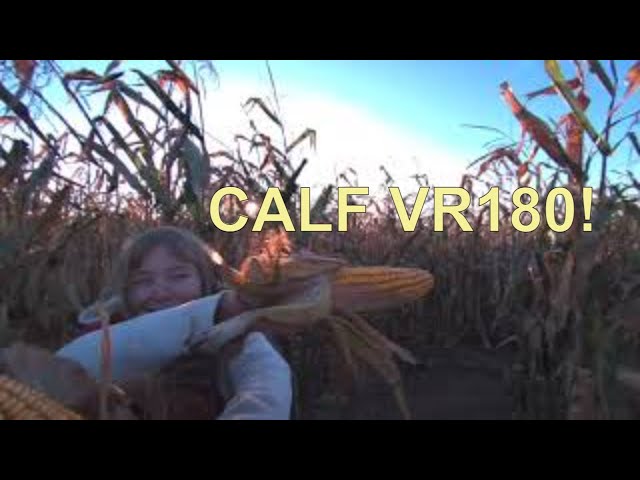 Help! I'm Lost in a Corn Maze! #Calfvr #vr180 #wisconsin