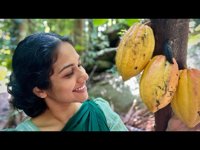 chocolate fruit 🍋 Harvesting and preparing delicious dishes | Village cooking style