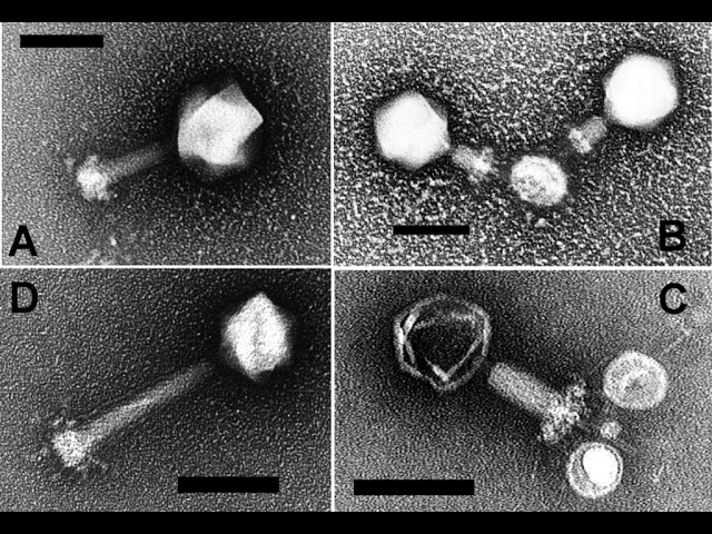 Marine bacteriophage | Wikipedia audio article