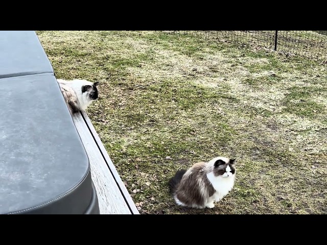 Ragdollcats seeing our new neighbors, deers 🤩