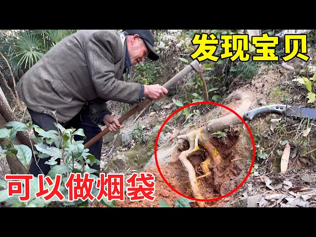 Zhigang and the old man went into the mountain to find suitable wood  and found that the baby uncle