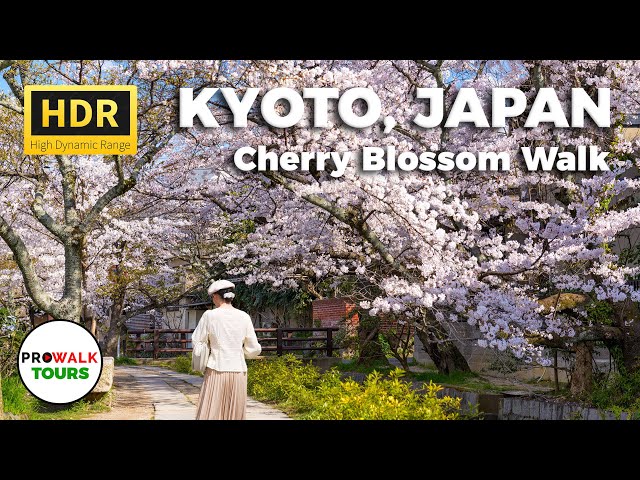 Philosopher's Path Cherry Blossom Walk - Kyoto, Japan - HDR 4K60fps with Captions