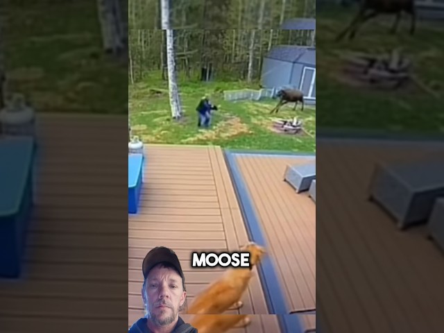 Dog Saves Woman From Moose Attack #shorts #dog #pets