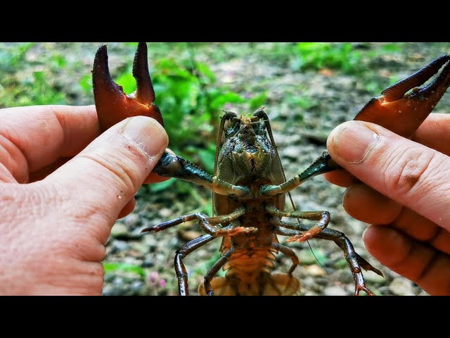 Them Pesky Crays. Crayfish Catch Clean and Cook. UK Crayfishing. #SRP #crayfish #crawfish #crawdads