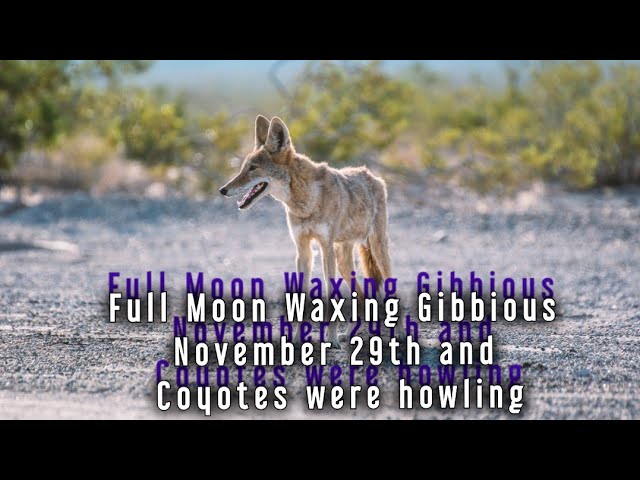 Coyotes Howling and it was under the  Waxing Gibbious Full Moon Phase November 29th 2020