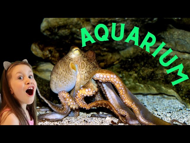 Alex Visits Aquarium and Learns About Sea Animals | Educational Videos for Children