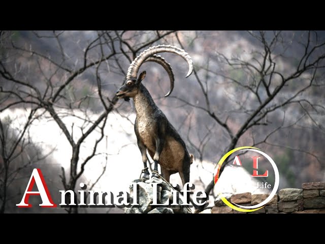 "Wild Brazil | Exploring Fascinating Wildlife | Animal Documentary"