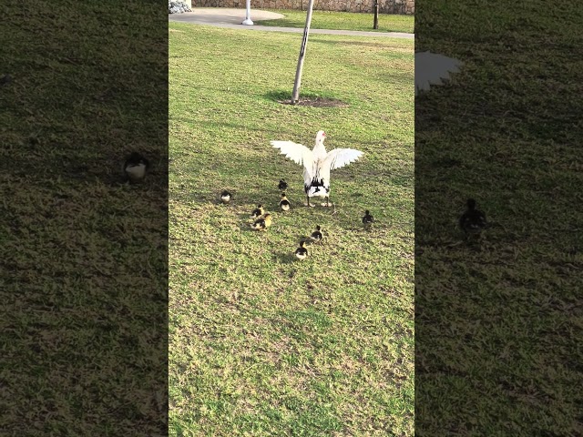 Ducks 🦆 Israel 🇮🇱