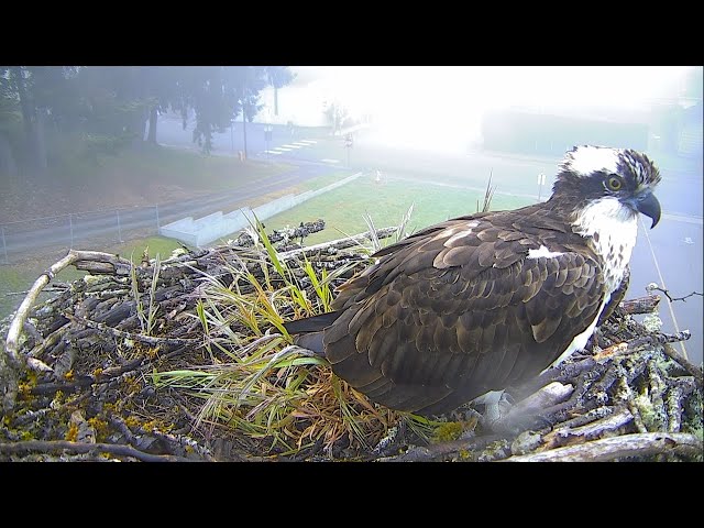 Live View of Toledo School Riverhawks nest