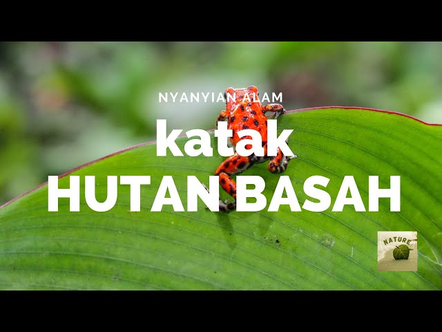 TERAPI SUARA ALAM DAN SUARA KATAK HUTAN MERELAKSASI PIKIRAN DAN JIWA