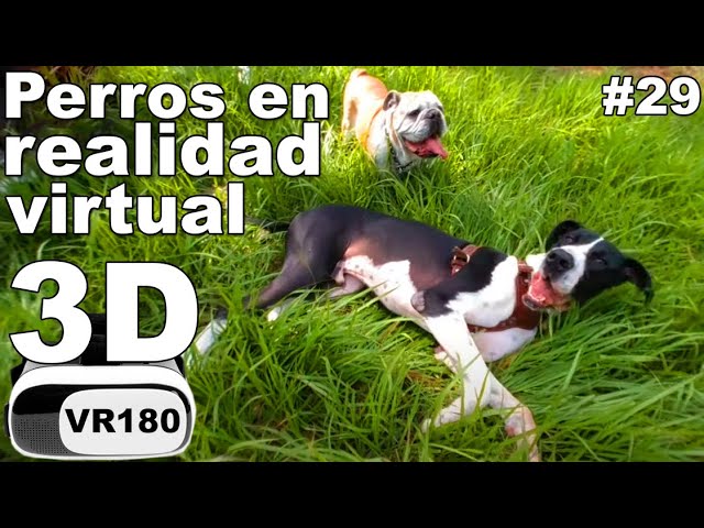 Perros en realidad virtual | VR Experience #29