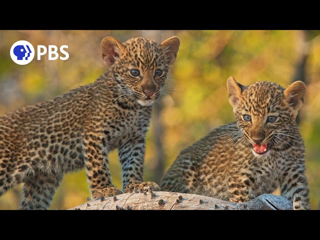 Mother Leopard Protects Cubs from Male Intruder