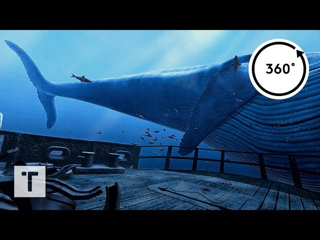 the Blu: Whale Encounter | 3D 360 VR