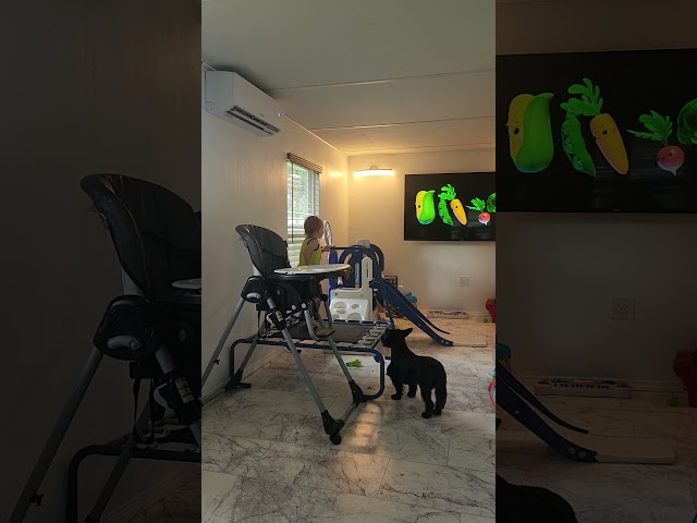 Willow the Scottie Dog’s Adorable Reaction to Baby’s Jumping Fun!