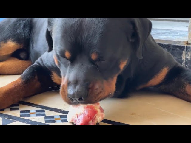 Love is in the Air Food is important #rottweiler #guarddog #rottweilerpuppy #pets