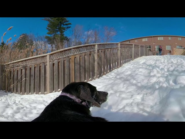 GoPro Fusion on Dogs Back