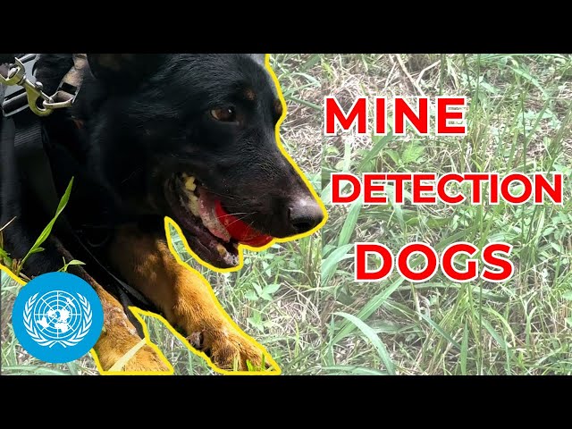 Demining dogs work to clear land of explosive hazards | UN Peacekeeping | United Nations