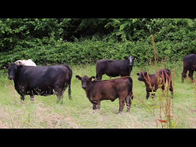 Rebuilding soil with livestock: one farmer's story