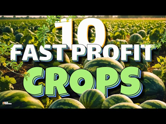 10 Fast Growing Crops for Beginners to Make Money Quickly!