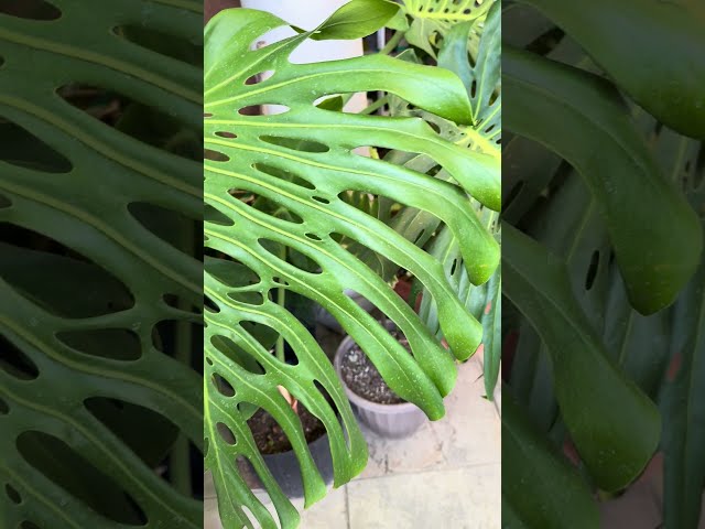 MONSTERA Madness Indoor Plants Faceoff #tropicalplants #monstera #shorts