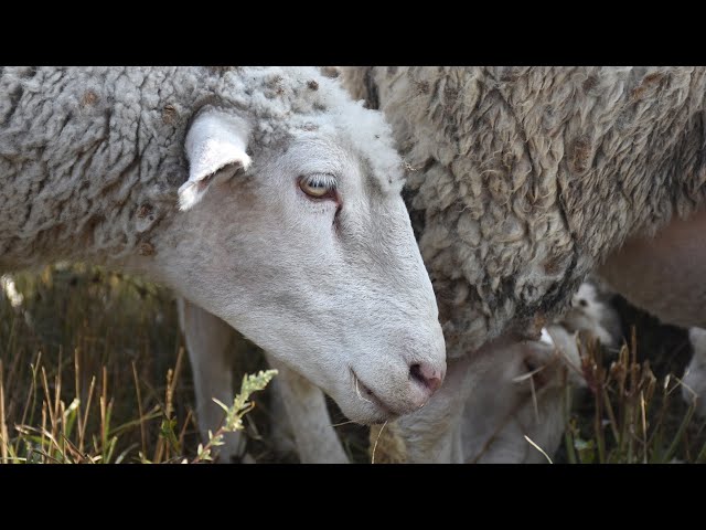 Rotational Grazing in Winona County