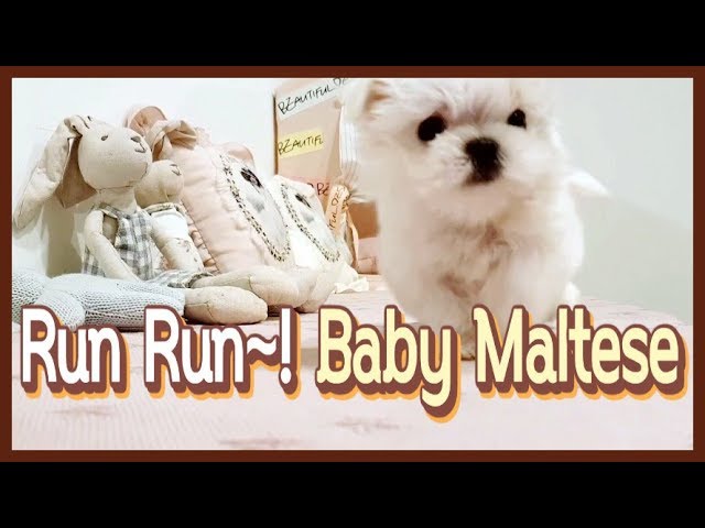 Cute teacup maltese playing and puppy run - Teacup puppies KimsKennelUS