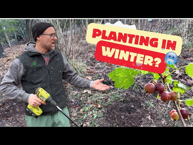 How to Plant Bare Root Fruits