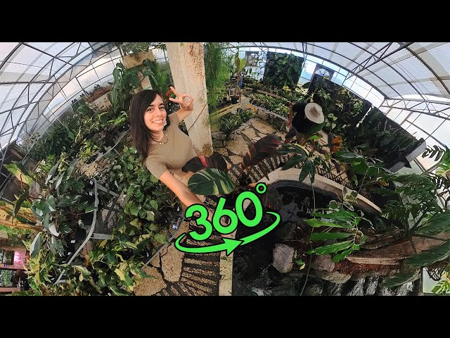 360 degree Rare Plant Restock in Aroid Greenhouses | VR Walking Tour | Aroid Week 2023